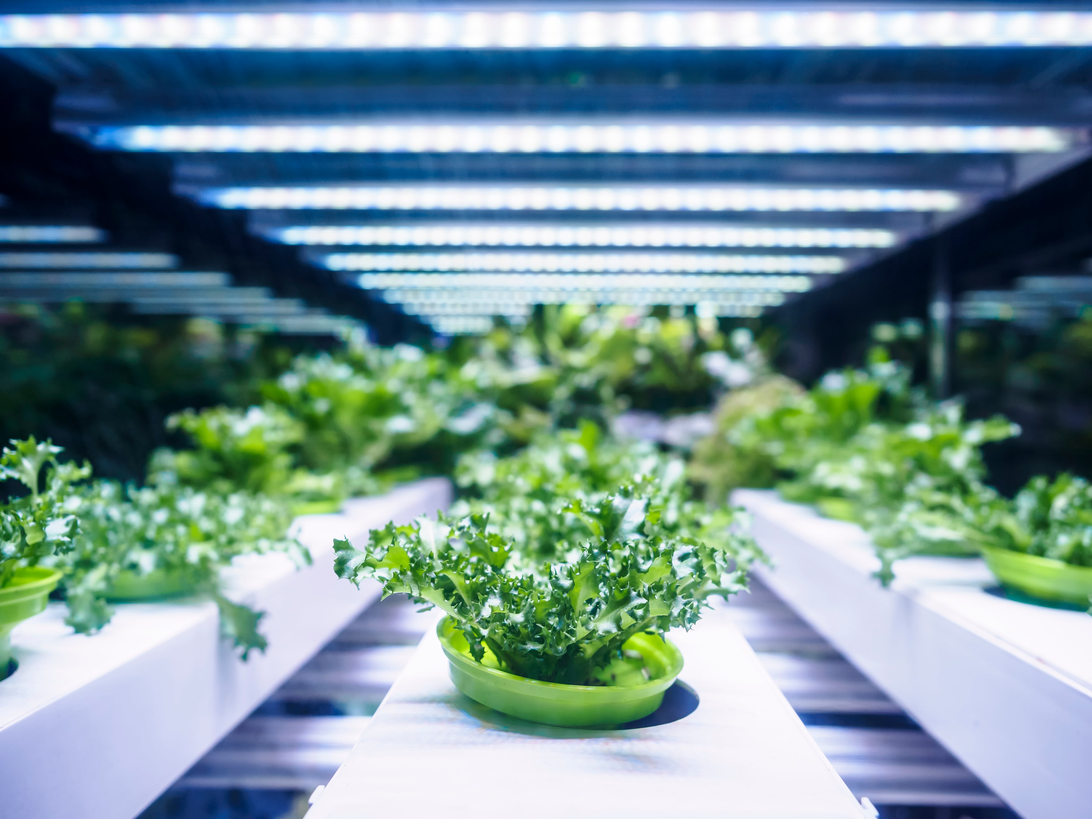 LED It Grow: Using LEDs to Boost Plant Growth